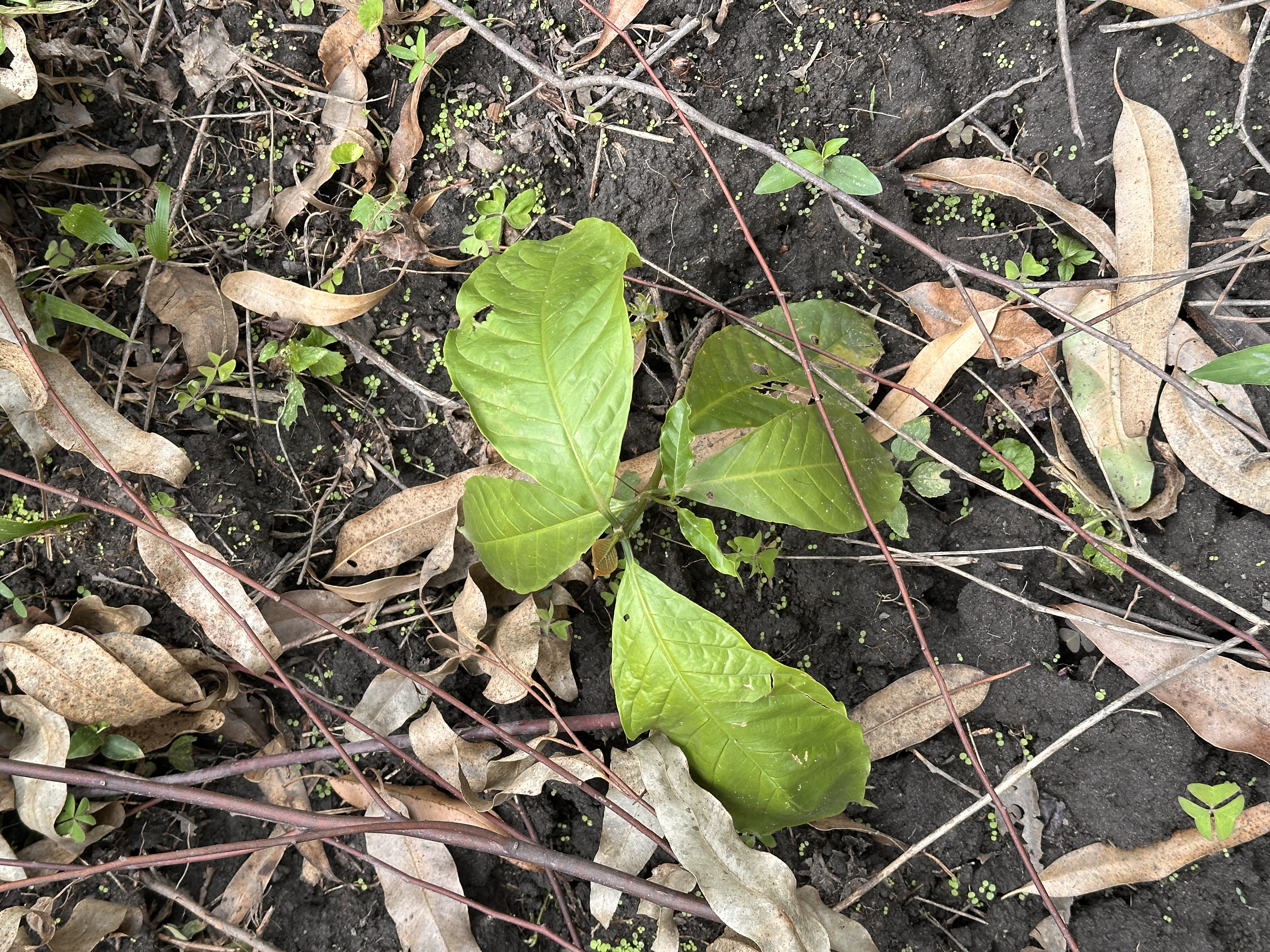 Community Partnership